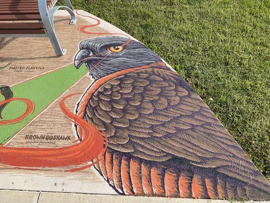 Brown Goshawk painted on edge of mural by Father Marker.