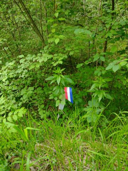 Zerstörte Gedenkzeichen für die ins KZ-Außenlager Ellrich-Juliushütte Deportierten. 📸 Nancy Lüdecke