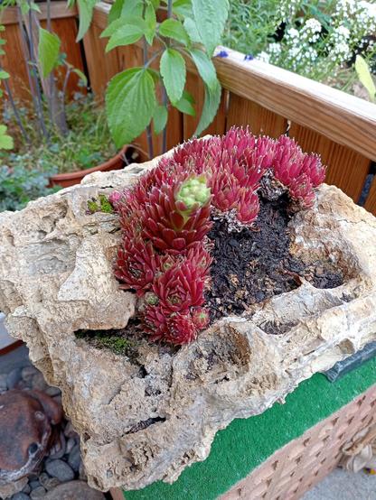 Stein mit ein paar Löchern und Vertiefungen, in welchen die Pflanze wächst und beginnt, eine Blüte zu bilden.
