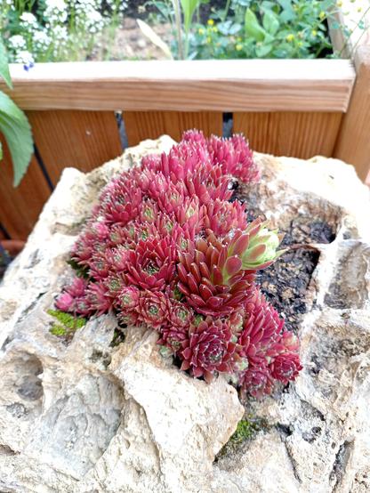 Gleiches Bild, mehr von der Seite, damit man den sich bildenden Blütenstängel besser sieht.