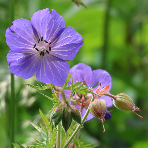 Meadow Crane's-bill (or Cranesbill), Geranium pratense. In this image, one flower (in the top left quarter of the photo) is facing the camera, its 'twin' - lower down and to the right, is facing away from us, out of focus and partially obscured by other parts of the plant.  Some of the plant's multi-lobed, toothed leaves can be seen, along with two pairs of buds from which more flowers will emerge, and another pair of former flowers turning to seed (which have not yet developed their long 'beaks'). The flowers each bear five pale violet-blue petals, with each petal bearing pale veins extending from the base.