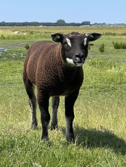 Black lamb staring at me nervously. All went well.