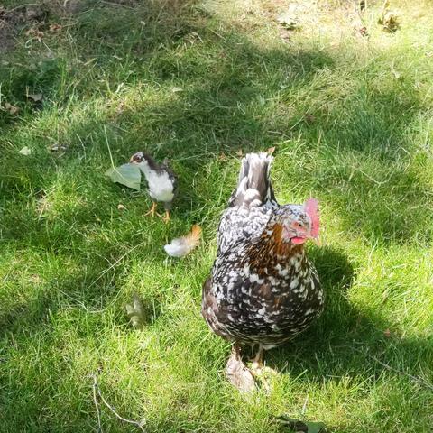 The hen closer to the camera and facing right, and the chick farther back facing the camera with it's head cocked out looking at the camera suspiciously.