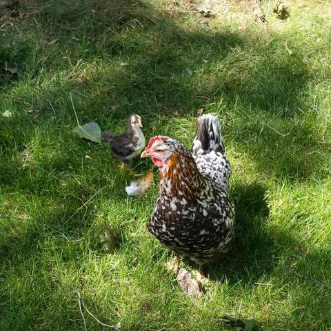 A Swedish Flower Hen chicken and her chick out freeranging. The hen is in front facing the camera with head turned left and the chick is beyond her head and to the left facing right. They are standing in lawn grass.