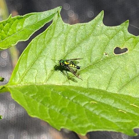 A closeup photo that is slightly out of focus of a metallic green colored long legged fly on a tomatillo leaf. It has clear wings with black stripes. It's head is darker than it's body which gets skinny towards the back end. It has long legs. The fly is only a few millimeters long.