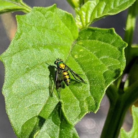 A closeup photo of a metallic green and gold colored long legged fly on a tomatillo leaf. It has clear wings with black stripes. This fly has a larger body. The fly is only a few millimeters long.