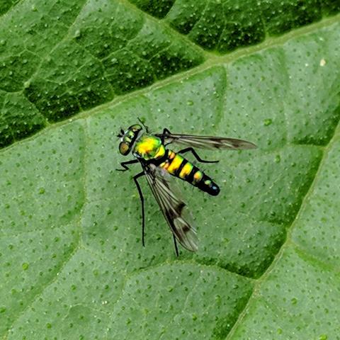 A closeup photo of a metallic green to gold long-legged fly. This photo from June 22 is more in focus. It has the skinny rear body that tapers to a blunt tip.