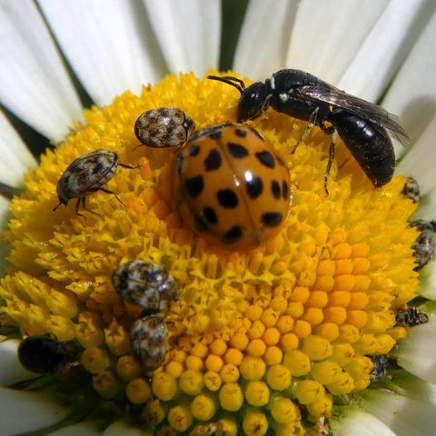 Margeritenblüte mit verschiedenen Insekten