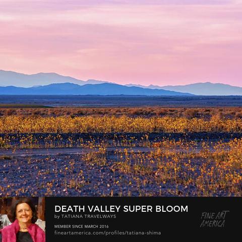 Death Valley Super Bloom at Sunset by Tatiana Travelways