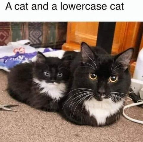 Image of a black and white kitten, and an older/larger black and white cat

Caption: a cat and a lowercase cat