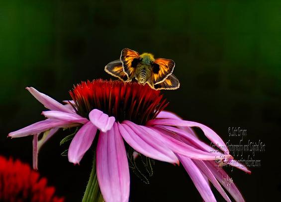 Colorful Skipper … A photo I took in the garden at our old house way back in July of 2008 (with the D40x!!).  This adorable little guy and his brothers and sisters and cousins … there were sooo many of them (they loved our cone flowers) that I practically had to brush them aside as I walked by.  They didn't even mind me sitting among them and snapping their pics.  I miss them!!  

At my website:  https://lois-bryan.pixels.com/featured/colorful-skipper-lois-bryan.html

And at #FineArtAmerica:  https://fineartamerica.com/featured/colorful-skipper-lois-bryan.html

#art #giftideas #photography #skippers #butterflys #moths #insects #bugs #BuyIntoArt #AYearforArt #garden #coneflowers, #flowers #echinacea #LoisBryan #summer 