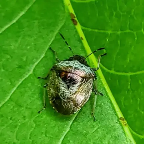 Deze kleine glimmende wants zit op een blad in de tuin . De kleurtjes zijn een beetje parelmoer -achtig. Roze, goud, lichtblauw, lichtgroen. Een mooie verschijning