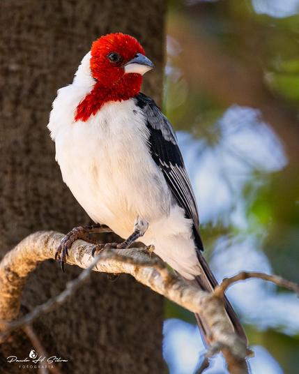 Cardeal-do-nordeste / Paroaria dominicana / Red-cowled Cardinal

Canon EOS Rebel SL3
f/5,6 1/160 400,00mm ISO250