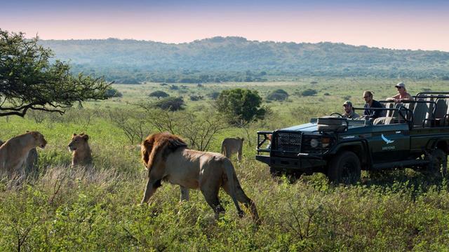 Safari in South Africa