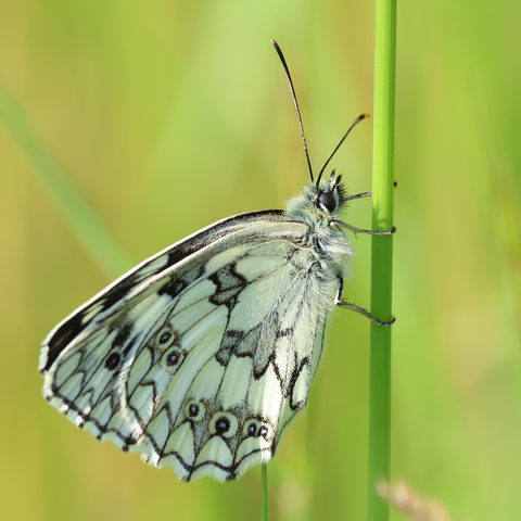 Marbled White Butterfly at rest on a grass stalk. Viewed side on, with wings closed, so that we see the paler grey/black and white markings rather than the more striking black and white 'chequerboard' markings on the upper surfaces of the wings. The head, and what we can see of the thorax, is hairy and white, the eye and legs black, the antenna dark. Only four of the six legs are visible: the first pair of legs is much reduced in size, a feature the Browns share with their cousins the in the Nymphalidae family.