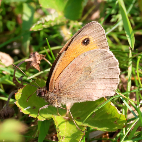 Meadow Brown Butterfly at rest on a leaf amongst grass. Viewed side on, with wings closed, so that we see the pale brown underside of the hind wing and part of the underside of the forewing, which is an orangey-brown colour with a black 'eye spot' near its top corner and a wide, pale brown margin. The head, including the eye and the antennae, and what we can see of the hairy thorax, are all brown in colour. Only four of the six legs are visible: the first pair of legs is much reduced in size, a feature the Browns share with their cousins the in the Nymphalidae family.