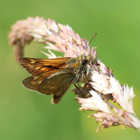 Small Skipper Butterfly at rest on a grass inflorescence or seed-head. We are looking at the butterfly from the side and slightly from above, and wings are slightly open so we can see the undersides of the right wings (the butterfly is facing to the right) and part of the upperside of the left forewing. Those wings are short, and brownish in colour; tawny brown with lighter and darker markings on the upper surface. The hairy head, thorax, abdomen and legs are all buff in colour with hints of tawny brown; the eyes are dark brown and the antennae brownish with dark rings around them.