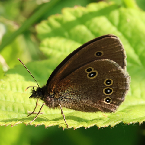 Ringlet Butterfly at rest on a Bramble leaf. Viewed side on, with wings closed, so that we see the dark brown underside of the wings, which feature several black 'eye spots' which have yellowish rims. The head, including the eye and the antennae, the hairy thorax and the abdomen, are all brown in colour. Only four of the six legs are visible: the first pair of legs is much reduced in size, a feature the Browns share with their cousins the in the Nymphalidae family.