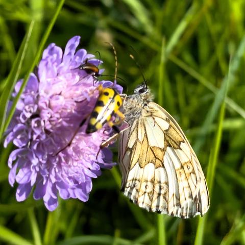Eine lia Kornblume auf der Wiese. Es sitzt daruf: EIn Schachbrett-Falter, ein länglicher richtig gelber Käfer mit schwarzen Punkten und noch ein Käfer. 