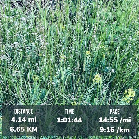 A patch of tall grass and wildflowers. Overlaid text shows exercise statistics: distance of 4.14 miles (6.65 KM), time of 1:01:44, and pace of 14:55 minutes per mile (9:16 /km). 