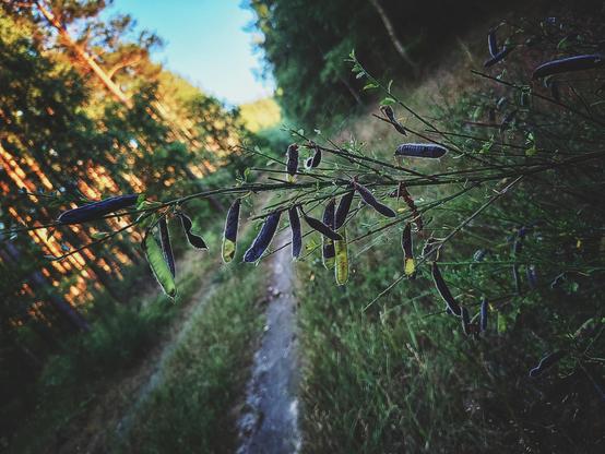 Na pierwszym planie strąki wyki ptasiej. W tle leśna droga.