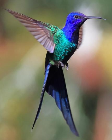 Beija-flor-tesoura / Eupetomena macroura / Swallow-tailed Hummingbird

Câmera: Canon EOS Rebel SL3
1/2000 f/5 114mm