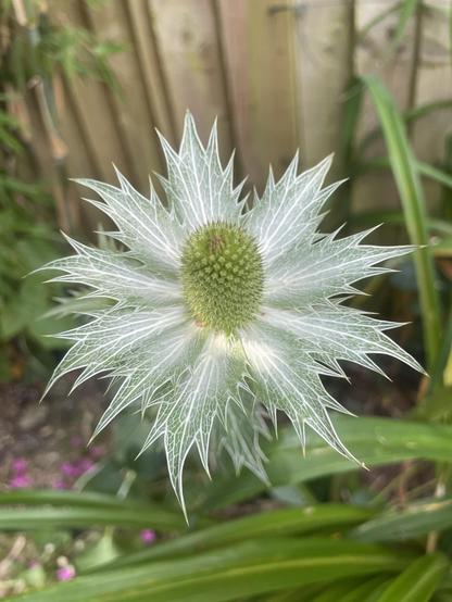 Sea Holly inflorescence. A whorl of spiny, grey-green bracts, delicately veined in white, surrounding a central cone about the size of a thumb consisting of tightly packed green-yellow florets