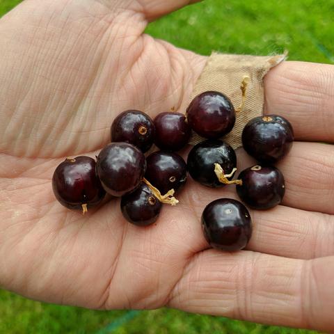 A photo of a hand holding clove currants. They are a very large currant and a very dark red to almost black color.