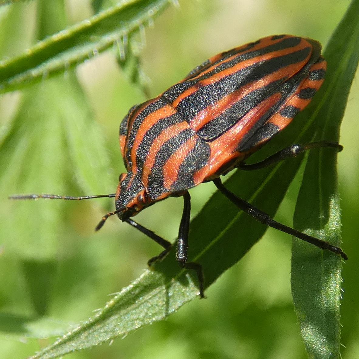 NaturUGarten (NaturUGartenmastodon.social) Mastodon
