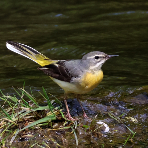 A Grey Wagtail, viewed side-on while standing on a small patch of grassy ground in a river. Her head and shoulders are grey (the head having two white stripes on each side, one running from the beak across the eye, the other from the beak below the cheek). The wings are black with some white showing, the chest, belly and rump are yellow, the flanks are whitish, and the long tail has black and white feathers, with yellow towards the base.