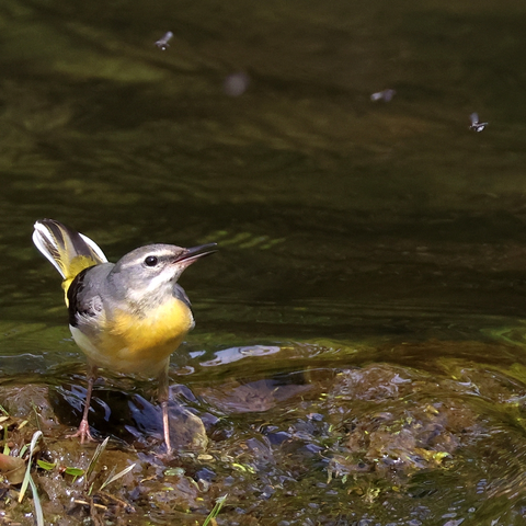 A Grey Wagtail standing in some shallows within a river, looking up at the flies above (three, and possibly a fourth very out-of-focus one, can be seen in the photo). She has a grey head and back (the head having two white stripes on each side, the topmost running from the beak and over the eye towards the back of the head, and the other running from the beak and below the cheek to the neck), a yellow chest, black feathers on her wings, more yellow on her rump, and her long tail feathers are black and white.