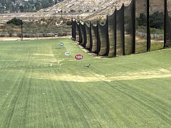 Road runner at the driving range.