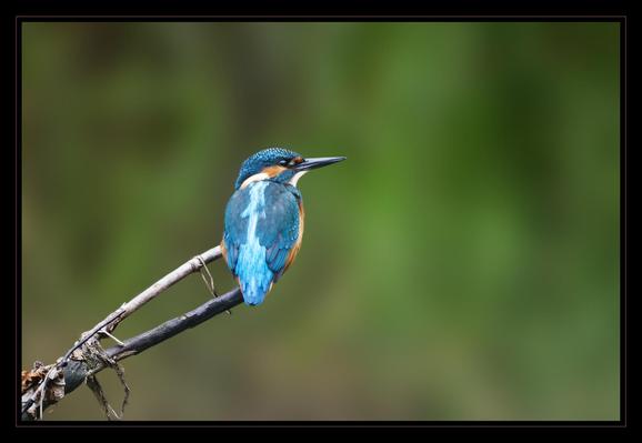 A male Eurasian Kingfisher perched on a two pronged branch looking towards the right of frame, the background is completely blurred making the magnificent orange and electric blue plumage very noticeable. The birds back is facing the camera, the very bright blue streak down his back is very striking. 