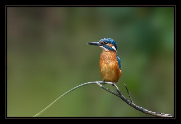 A male Eurasian Kingfisher perched on a curved branch looking towards left of frame, the background is completely blurred making the magnificent orange and electric blue plumage very noticeable. The bird is face on to the camera.