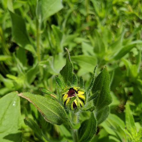 A closeup photo of rudbeckia hirta flower starting to open. The yellow petals are visible and the dark brown center.