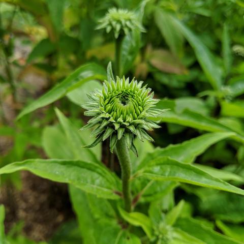 A closeup photo of echinacea purpurea flower bud that is still green. It has a very spiky and patterned appearance.