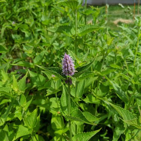 A closeup photo of a small bloom of Agastache foeniculum Anise hyssop. It is a sort of light lavender color.
