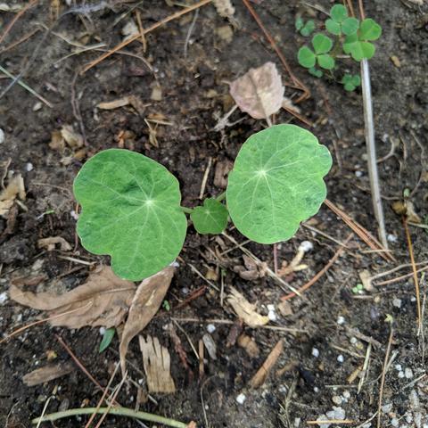 A Nasturtium Tropaeolum Nanum that has 3 leaves now after seed was planted 2 weeks ago. There is a likely hops clover in the upper right, a calendula partially obscured by a leaf in the lower left direction, and tiny sprouts that are some sort of viola probably.