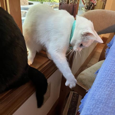 a white cat spreads her toes, reaching toward the tail of a black cat