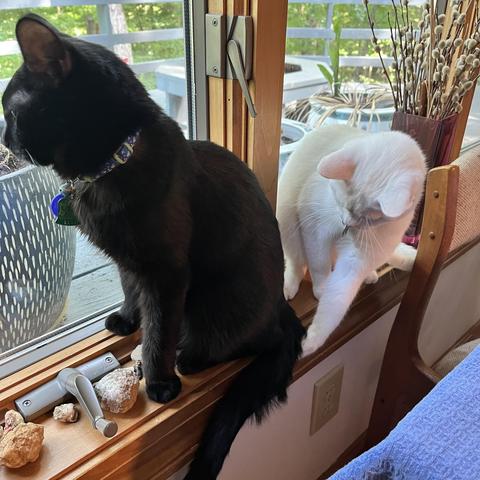 a white cat gets a pretty good grip at the base of the tail of a black cat
