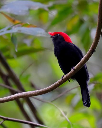 Soldadinho / Antilophia galeata / Helmeted Manakin

Canon EOS Rebel SL3
f/5,6 1/250 • 400,00mm ISO1600