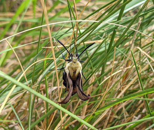 Photo of a very young hummingbird moth among some green blades of grass on our walking trail.