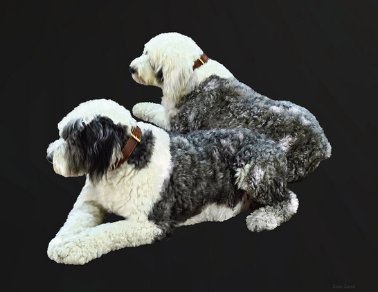 
Two large, fluffy sheepdogs with black-and-white coats lie relaxing side by side.