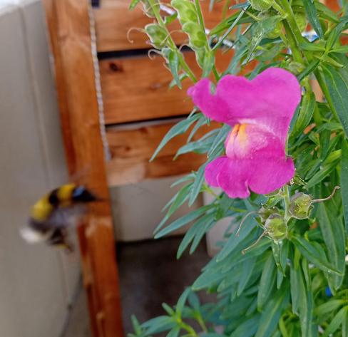 Eine Erdhummel fliegt mit ausgestreckter Zunge Richtung rosaroter Löwenmaul-Blüte. Im Hintergrund Teile eines hölzernen Hochbeets.