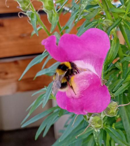 Die Hummel ist gelandet und kriecht in die Blüte hinein.