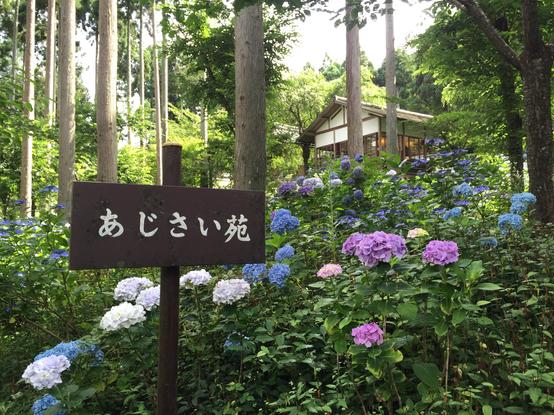 The hydrangea garden at Sanzen-in.