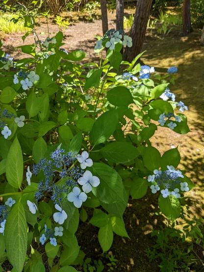 Hydrangeas bloom at Sanzen-in.