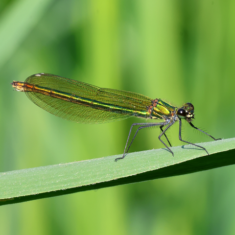 A female Banded Demoiselle (or Agrion) Damselfly, at rest on a leaf. We see her side-on, facing right. Her head has two large, dark, compound eyes, her thorax and abdomen are a metallic green in colour with hints of bronze. Her long, veined wings, held back along her abdomen, are clear, while her long legs, each lined with spiky hairs, are grey.