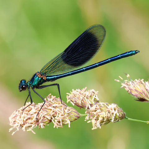 A male Banded Demoiselle (or Agrion) Damselfly, at rest on a grass seed-head. He is facing towards the left as we look side-on at him. His head has two large, dark, compound eyes, his thorax and abdomen are a metallic blue-green in colour. That colour extends to the network of thin veins on his long wings, held back along his abdomen, the cells of which are clear except for a large black band or patch near each tips. His long legs, each lined with spiky hairs, are black.
