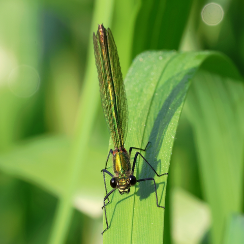 A female Banded Demoiselle (or Agrion) Damselfly, at rest on a leaf. She is facing towards us as we look down on her. Her head has two large, dark, compound eyes, her thorax and abdomen are a metallic green in colour with hints of bronze. Her long, veined wings, held back along her abdomen, are clear, while her long legs, each lined with spiky hairs, are grey.